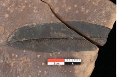 Foto (Detailsansicht) von Quercus palaeoilex Ettingshausen (NHMW-GEO-2024-0188-0773)